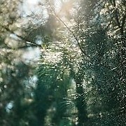 小蜜蜂