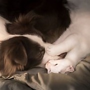 宠物摄影师狗哥