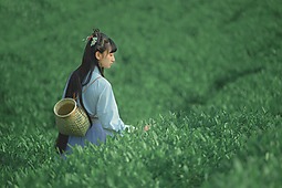 【重庆•天火】采茶记