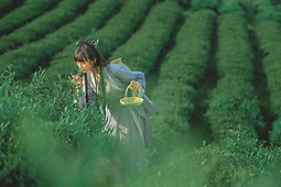 【重庆•天火】采茶记