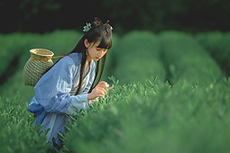 【重庆•天火】采茶记