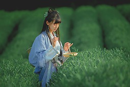 【重庆•天火】采茶记