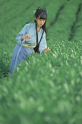 【重庆•天火】采茶记