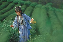 【重庆•天火】采茶记