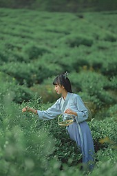 【重庆•天火】采茶记