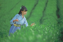 【重庆•天火】采茶记