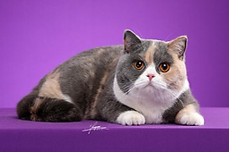 英国短毛猫