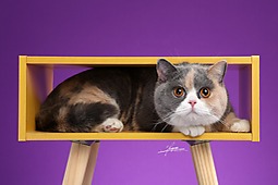 英国短毛猫
