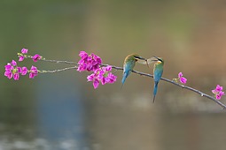 栗喉蜂虎