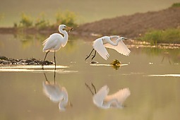 晨鹭