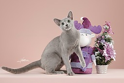 俄罗斯蓝猫-AMYWORKS探须视觉