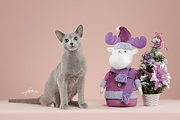 俄罗斯蓝猫-AMYWORKS探须视觉