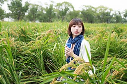 雨天的稻田