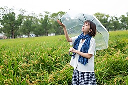 雨天的稻田
