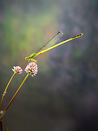 小憩