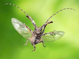 飞翔瞬间