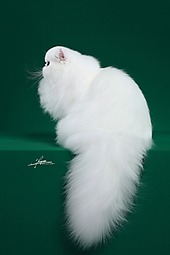 波斯猫-AMYWORKS探须视觉