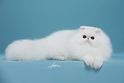 波斯猫-AMYWORKS探须视觉