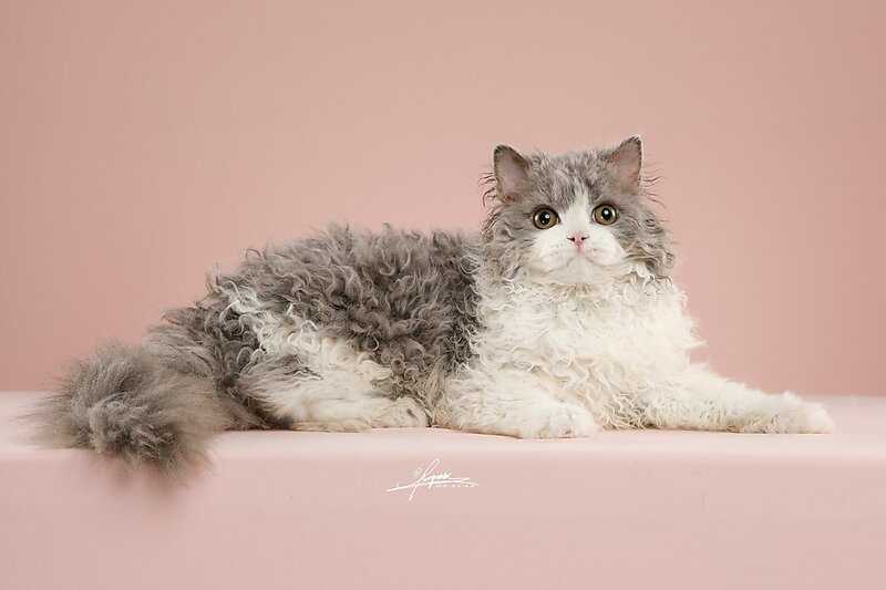 赛尔凯克卷毛猫-AMYWORKS探须视觉