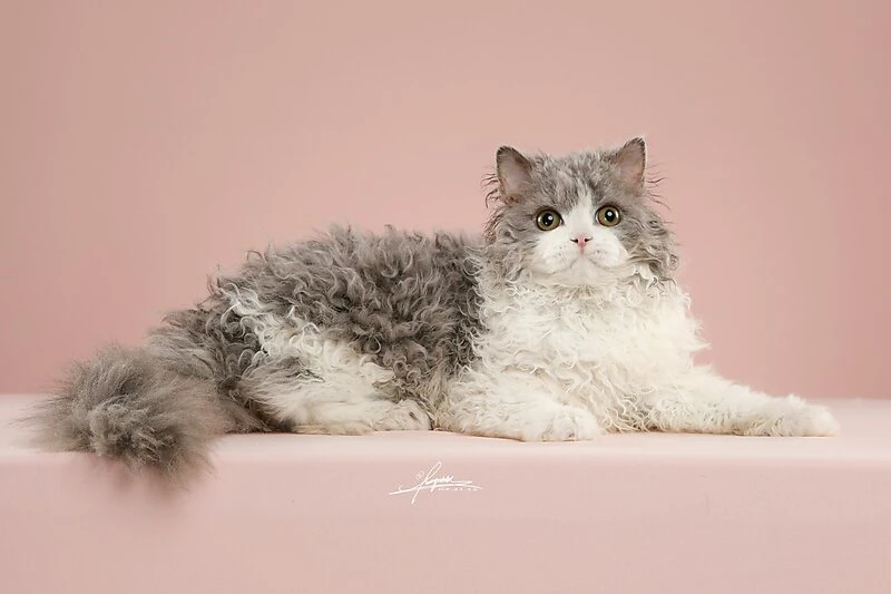 赛尔凯克卷毛猫-AMYWORKS探须视觉