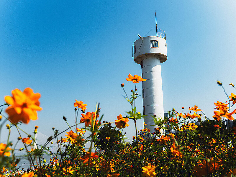 江畔黄菊