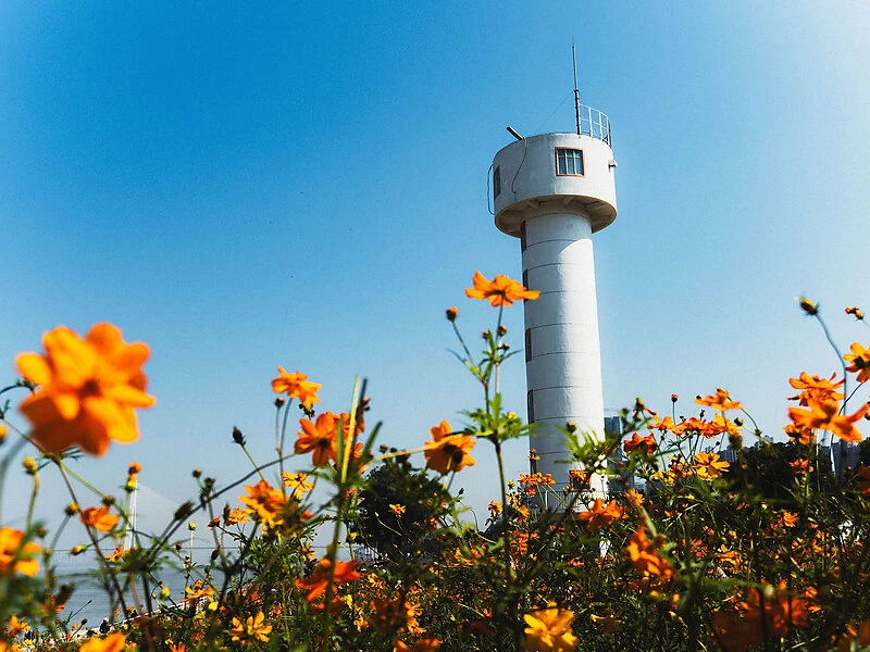 江畔黄菊