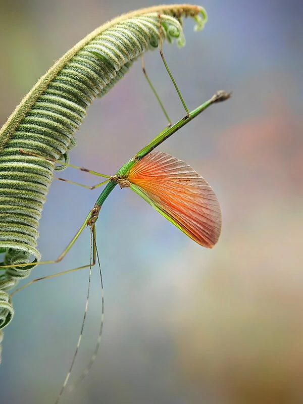 美精灵~竹节虫